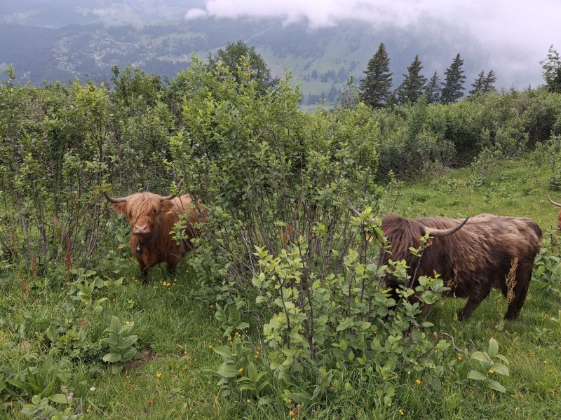 Evaluation de l’impact à moyen terme de la pâture ciblée de vaches Highland pour la restauration de pâturages envahis par l’Aulne vert, Alpage de Bovonne (VD)