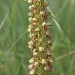 Aceras anthropophorum, Haute-Savoie
