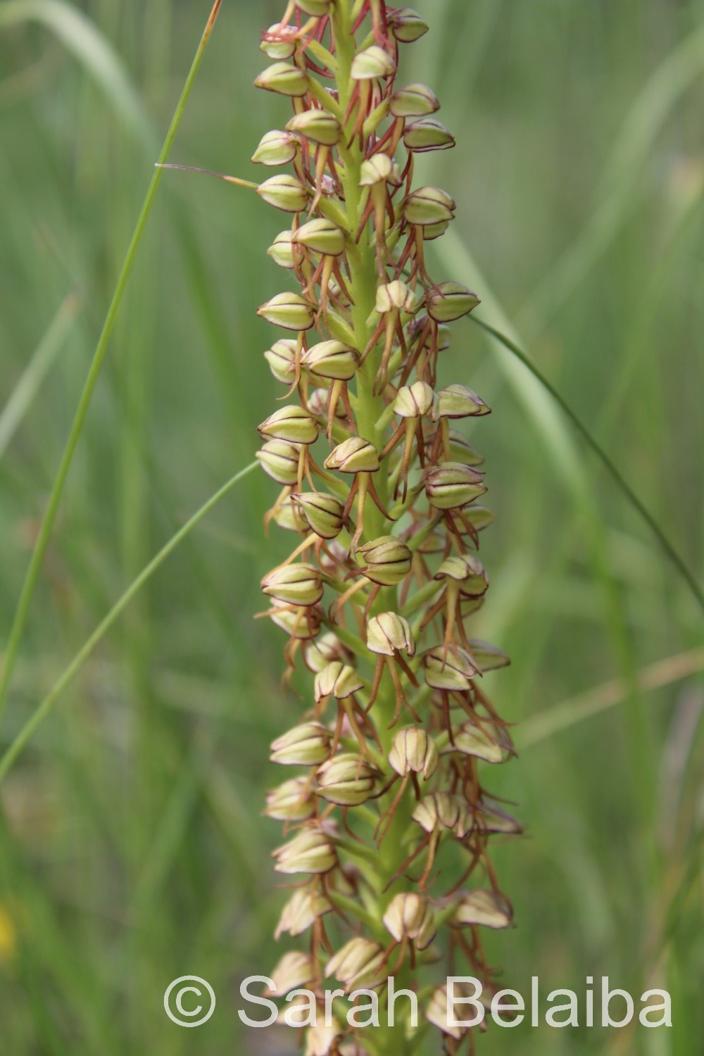 Aceras anthropophorum, Haute-Savoie