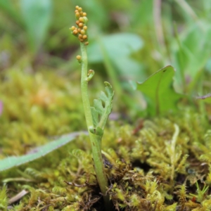 Botrychium matricariifolium, Haute-Savoie