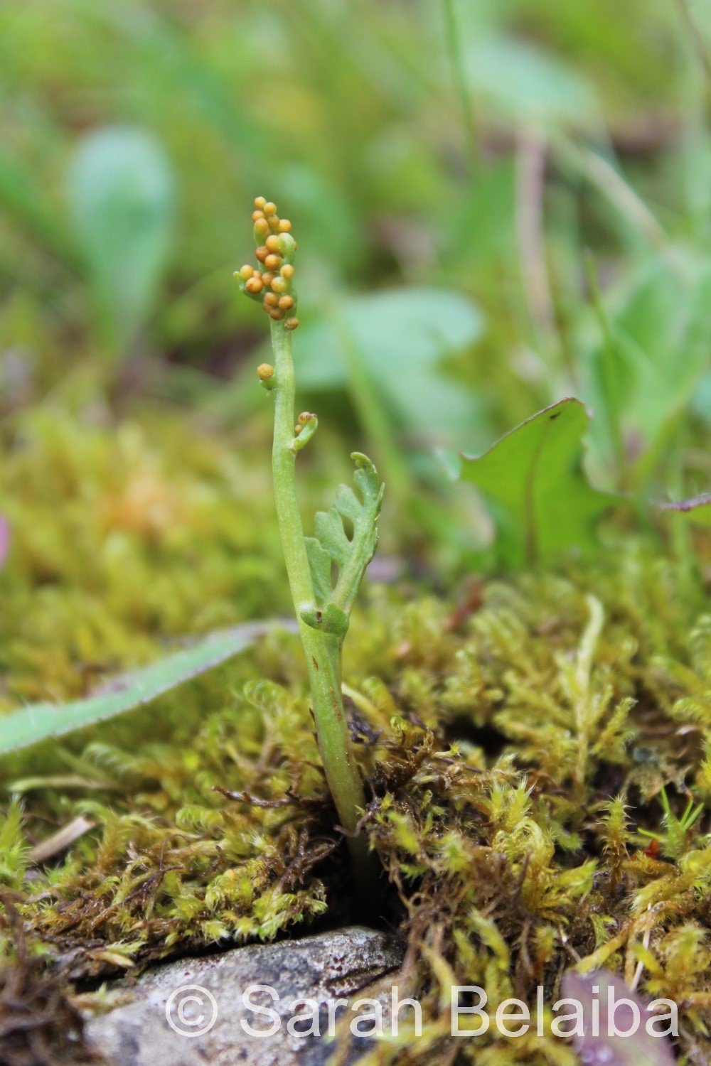 Botrychium matricariifolium, Haute-Savoie