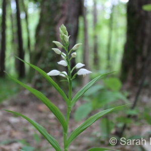 Cephalanthera longifolia, Vaud