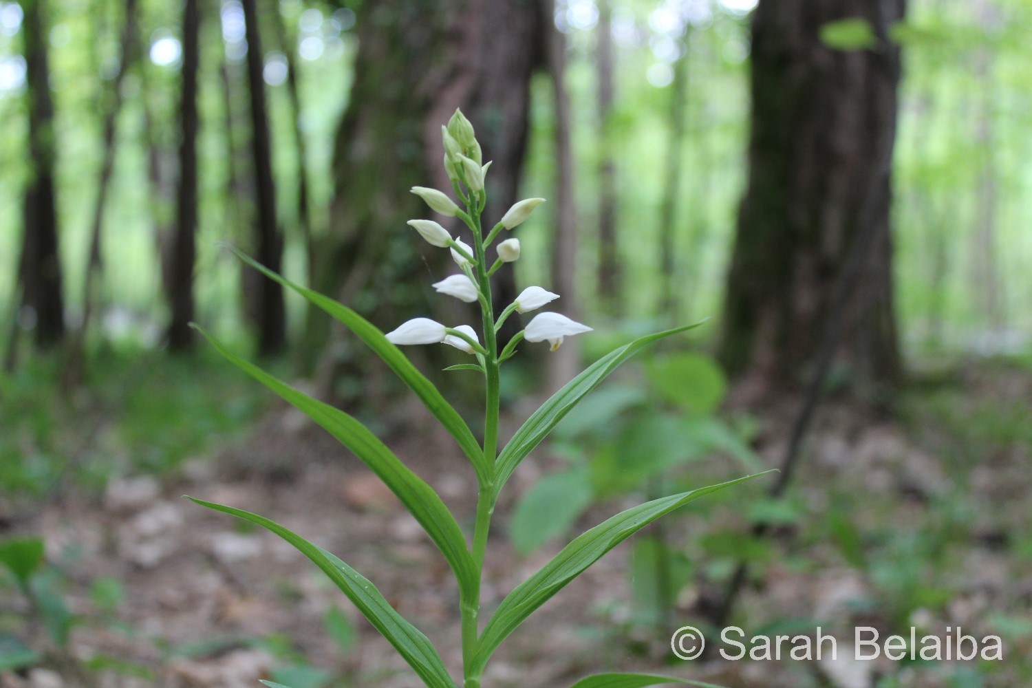 Cephalanthera longifolia, Vaud