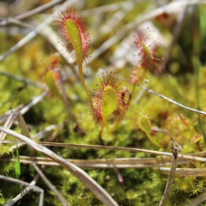 Drosera longifolia, Vaud