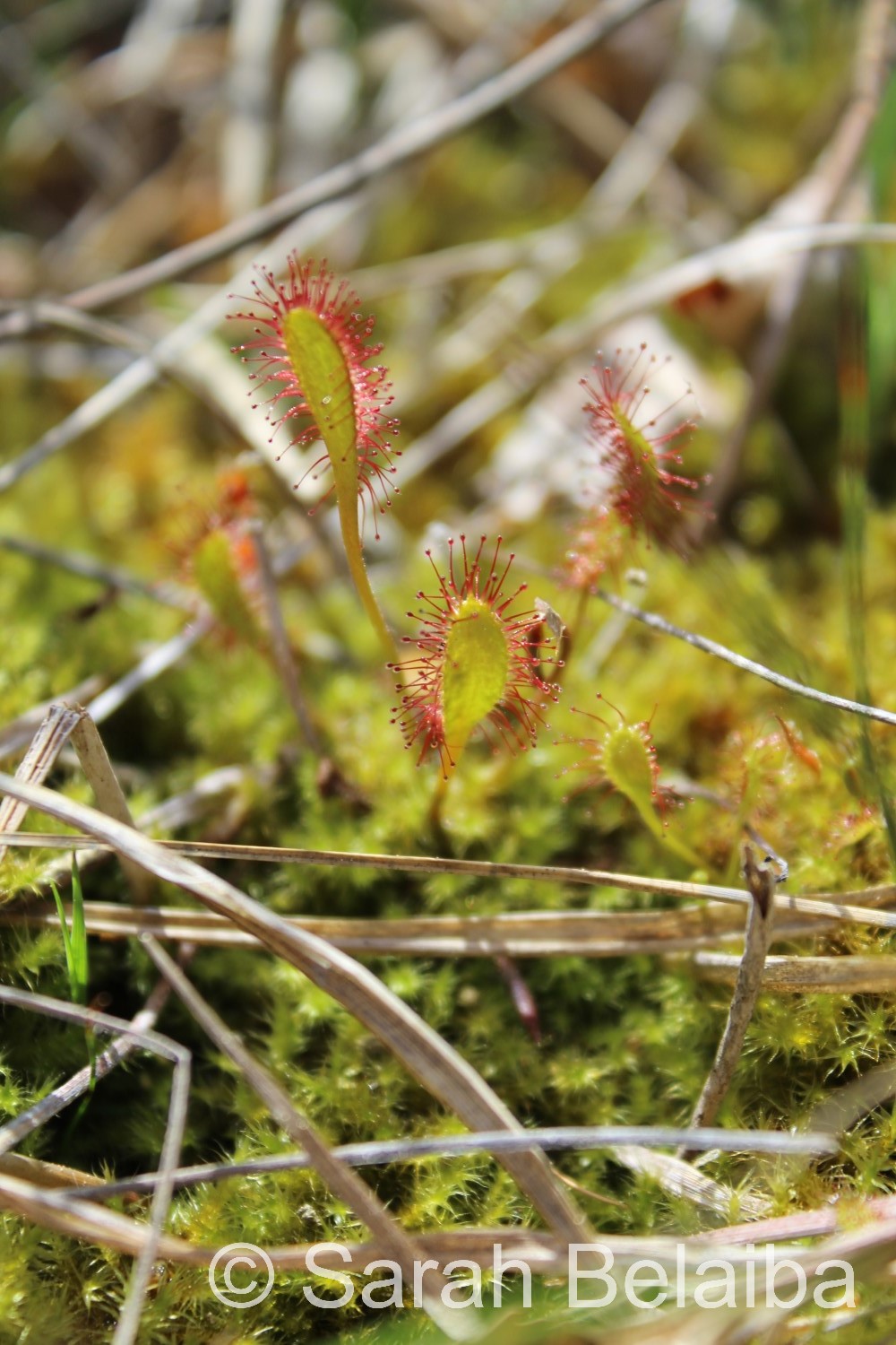 Drosera longifolia, Vaud