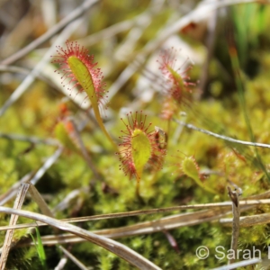 Drosera longifolia, Vaud