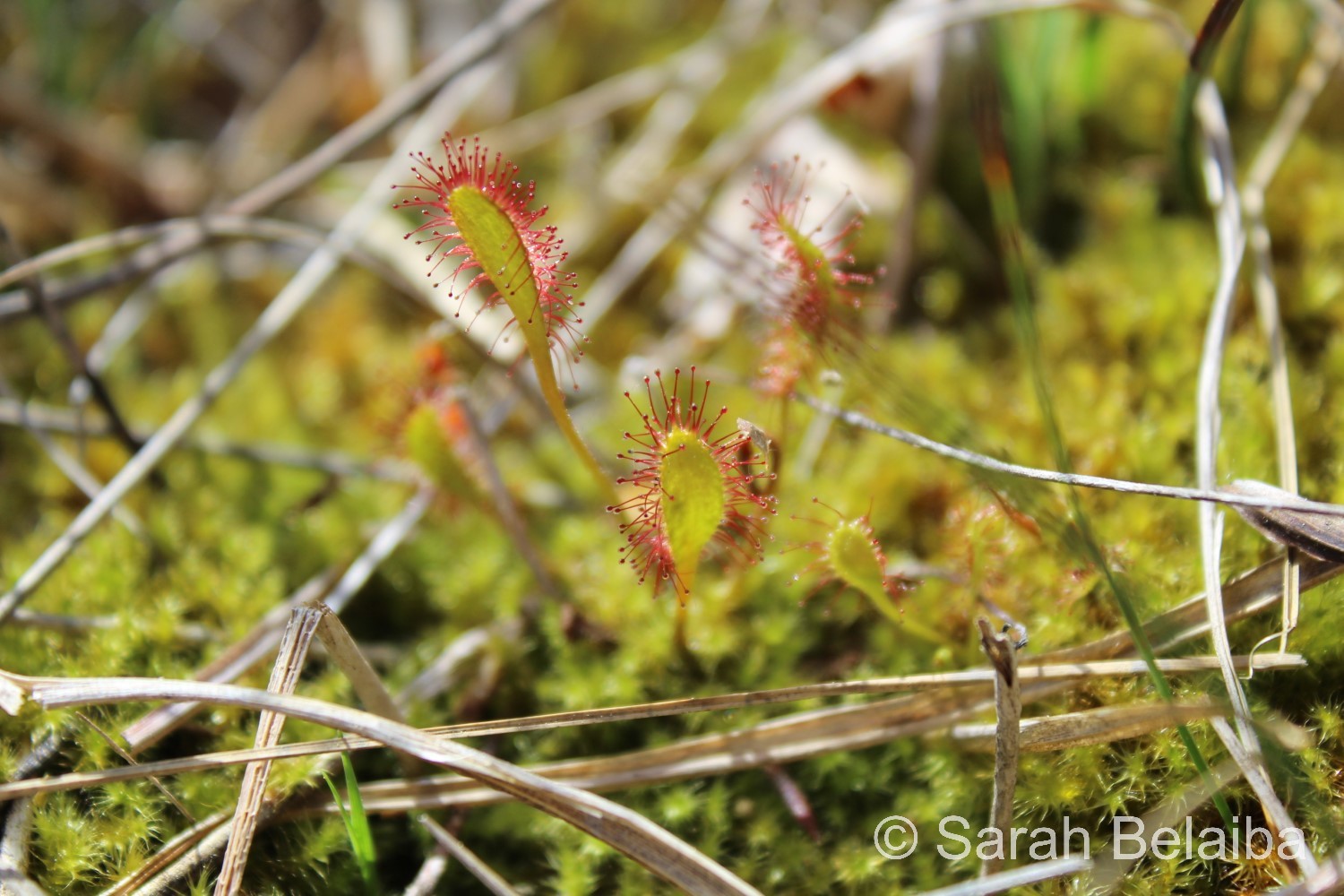 Drosera longifolia, Vaud