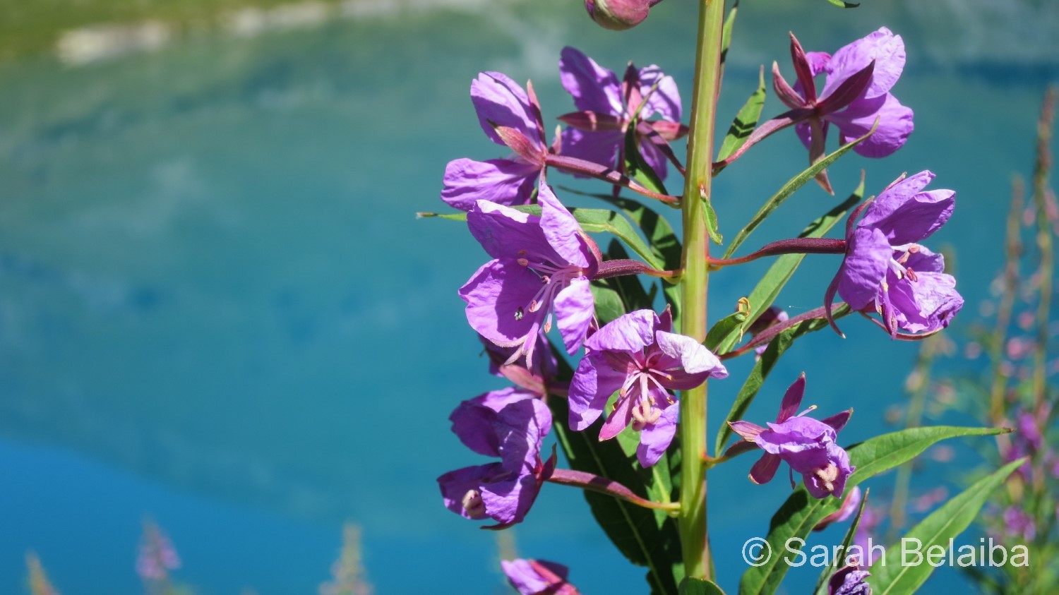 Epilobium angustifolium, Valais