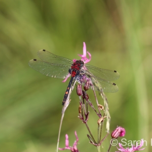 Leucorrhine douteuse sur Silene flos-cuculi
