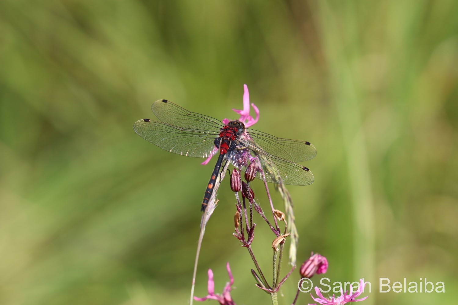 Leucorrhine douteuse sur Silene flos-cuculi