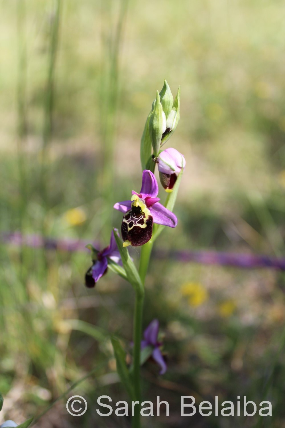Ophrys holocericea, Haute-Savoie