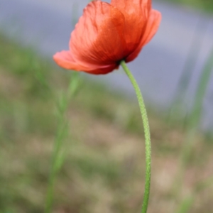 Papaver dubium, Genève