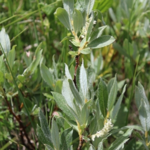 Salix glaucosericea, Savoie