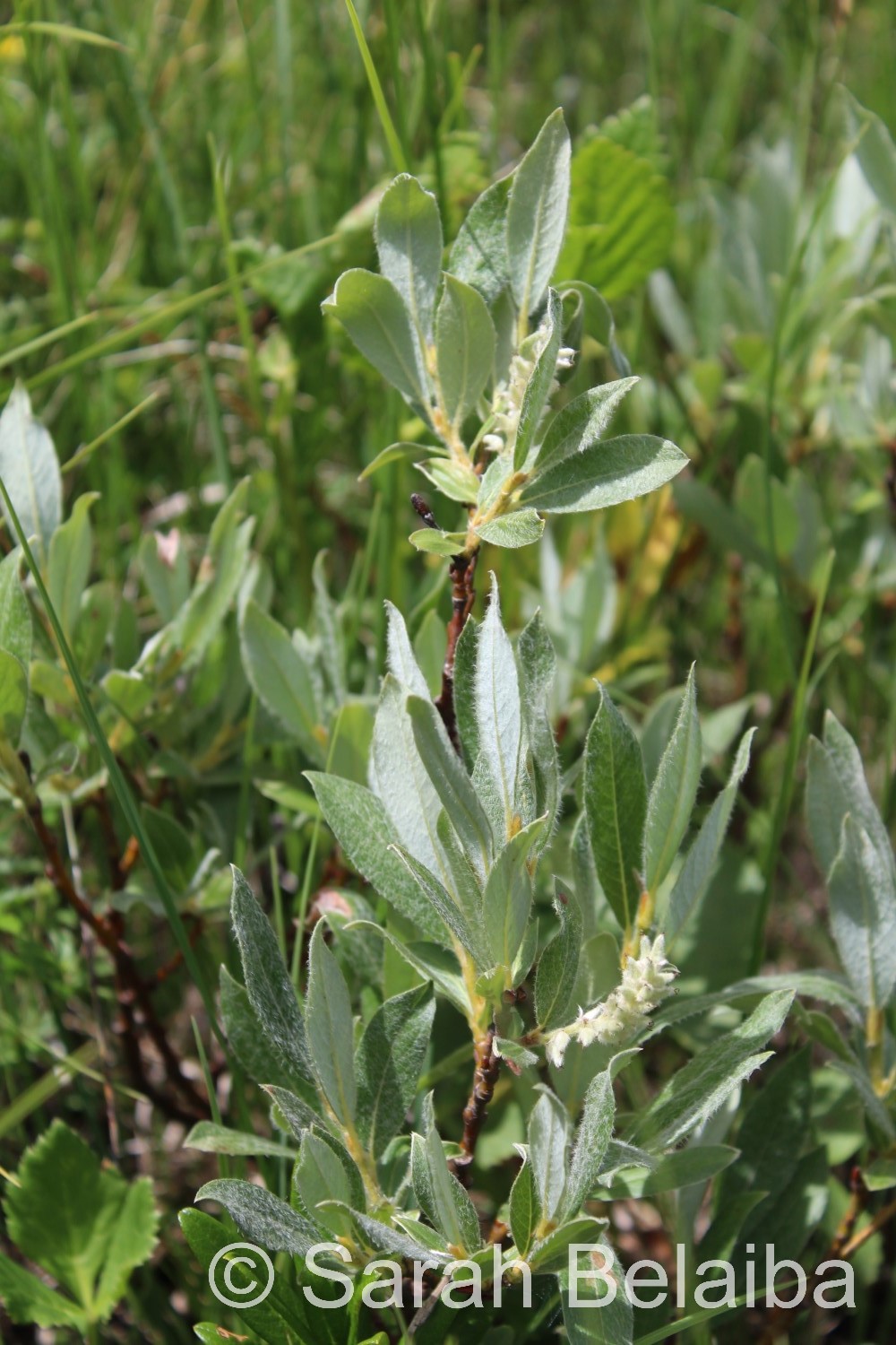 Salix glaucosericea, Savoie