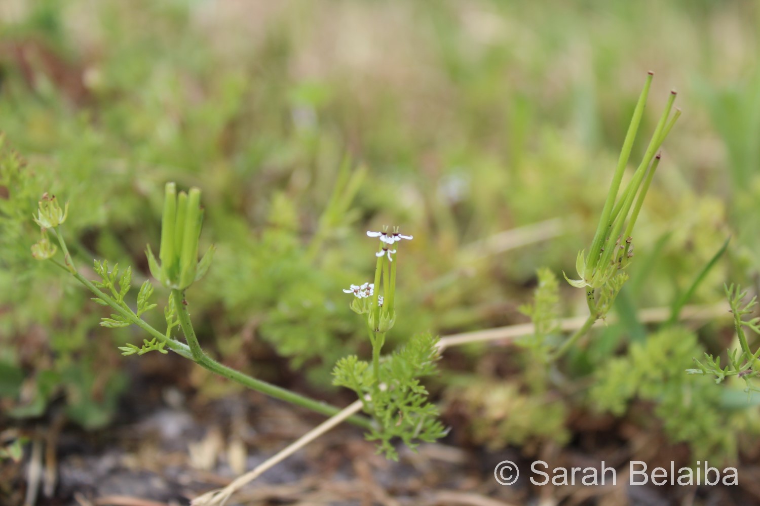 Scandix pecten-veneris, Genève