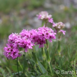Silene Suecica, Savoie