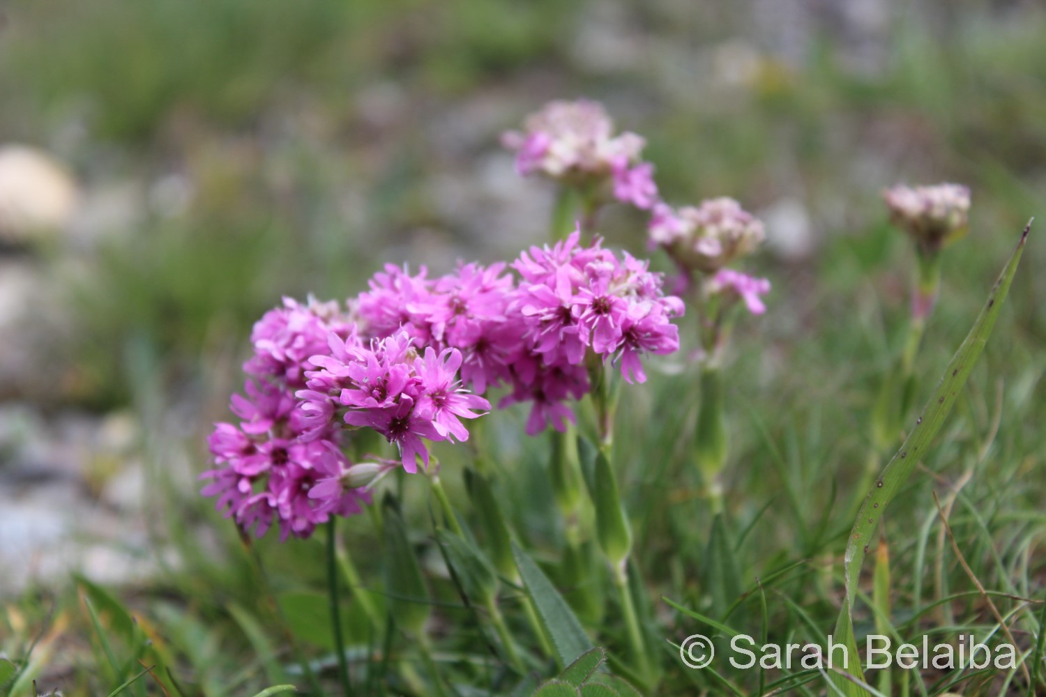 Silene Suecica, Savoie