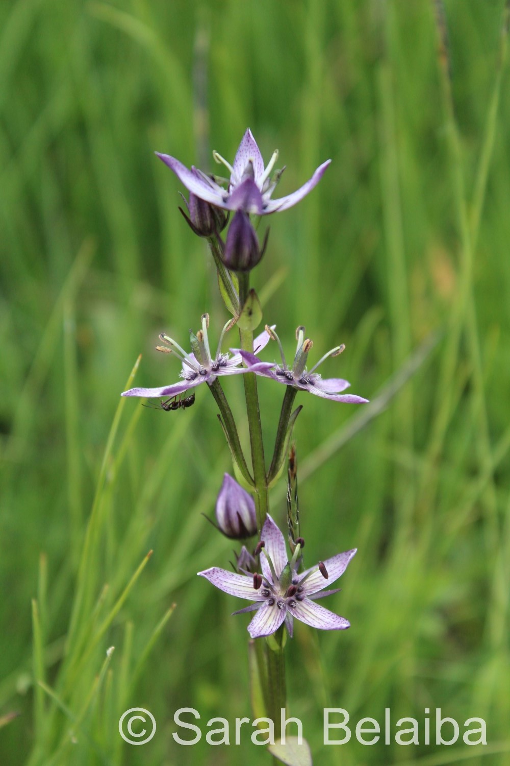 Swertia perennis, Savoie