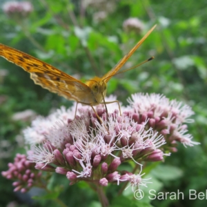 Tabac d'Espagne sur Eupatorium cannabinum, Valais