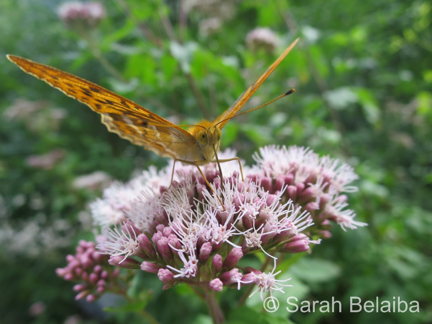 Tabac d'Espagne sur Eupatorium cannabinum, Valais