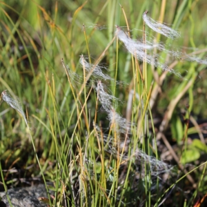 Trichophorum alpinum, Savoie