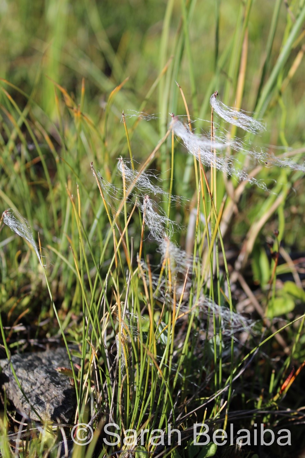 Trichophorum alpinum, Savoie