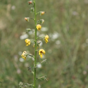 Verbascum blattaria, Genève
